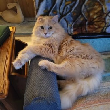 Caramel