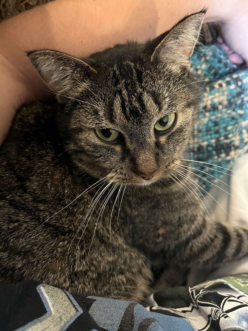 Cat laying in lap