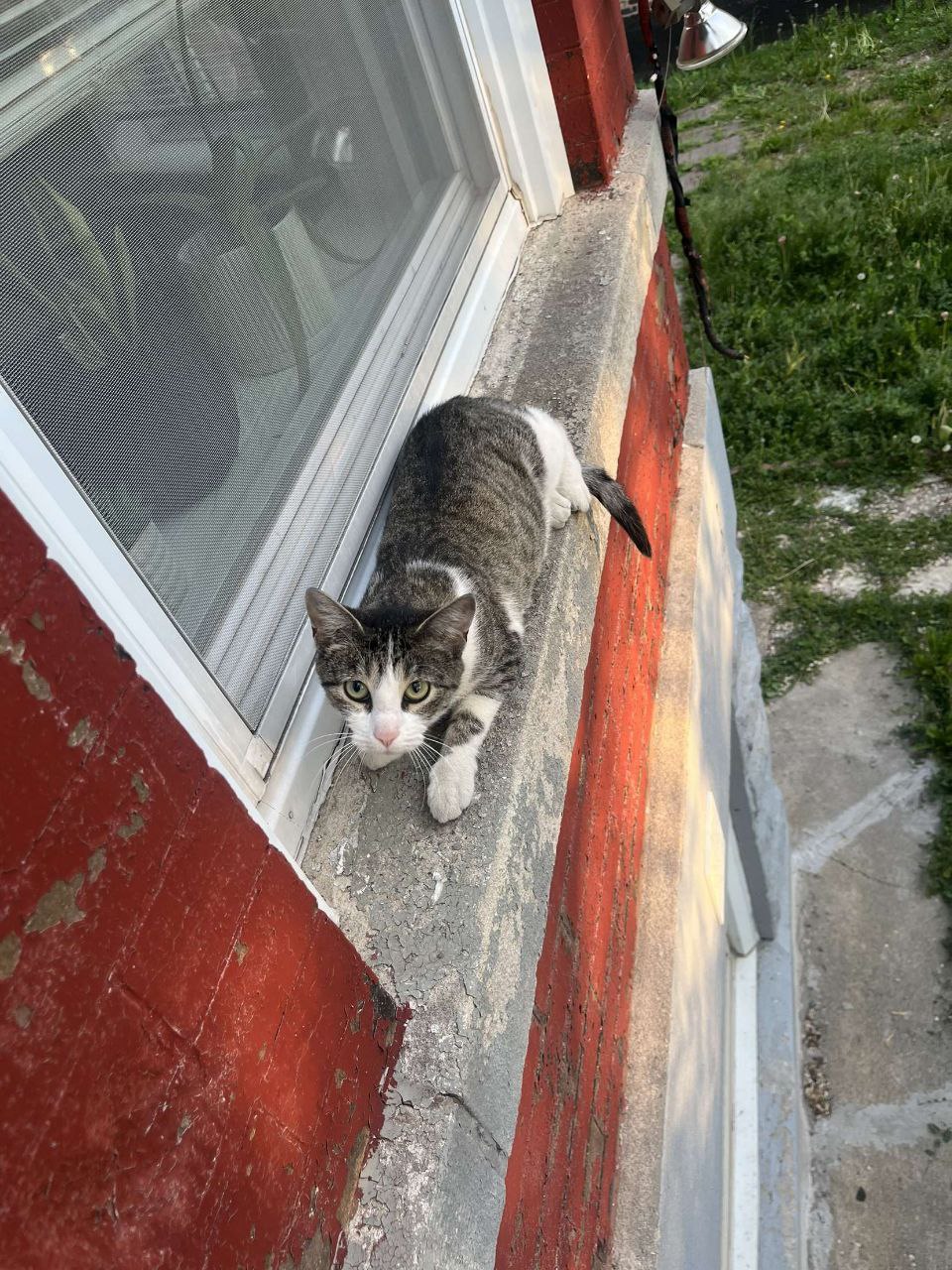 Cat hanging on window ledge