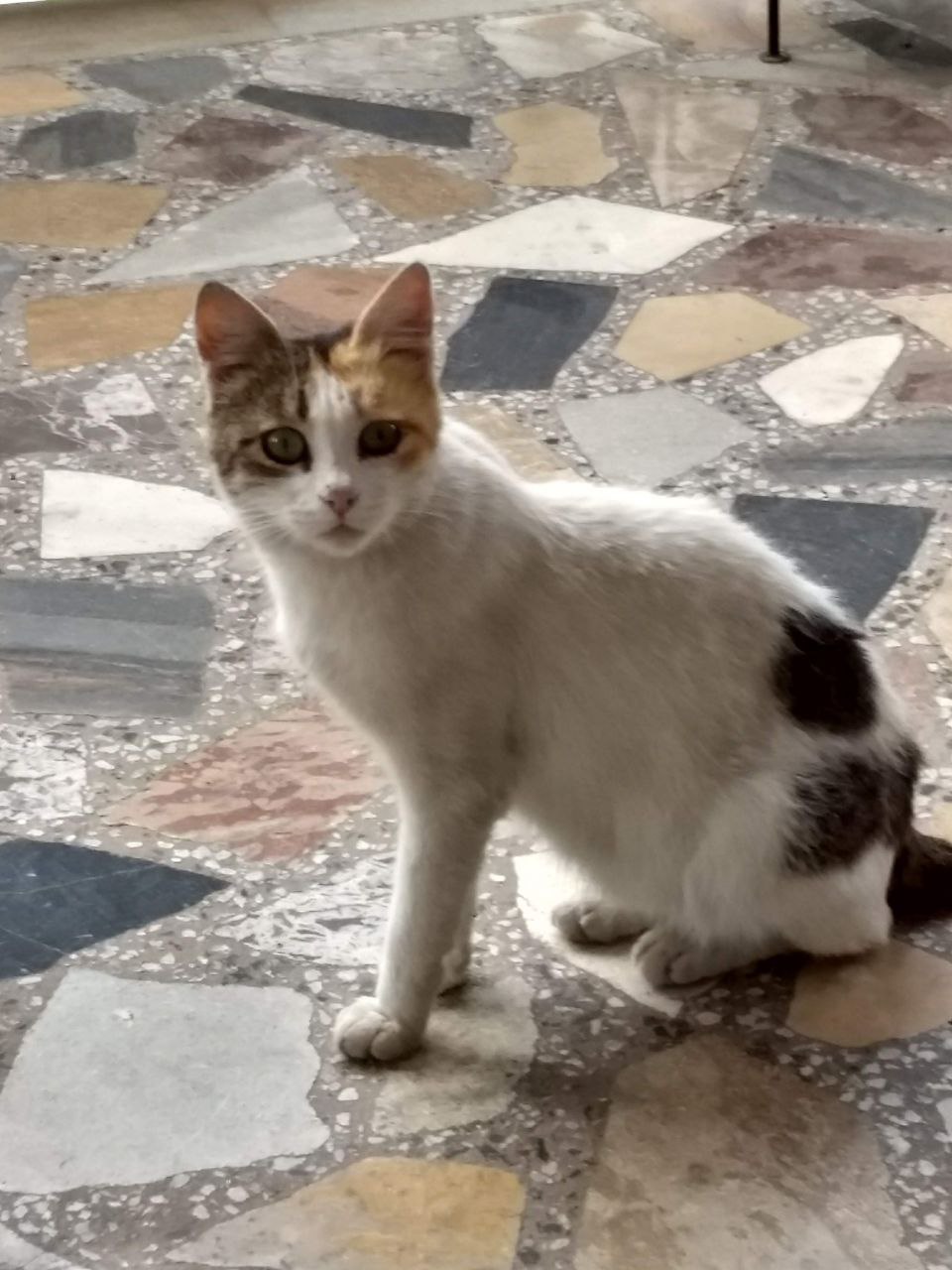 Stray cat in Ethiopia