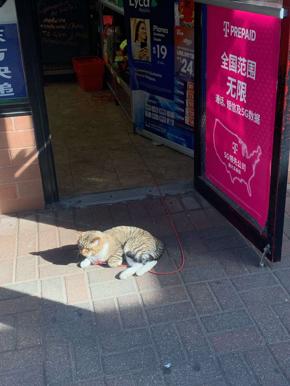 Cat on a leash