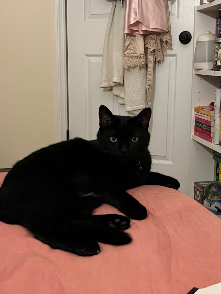 Panther lounging